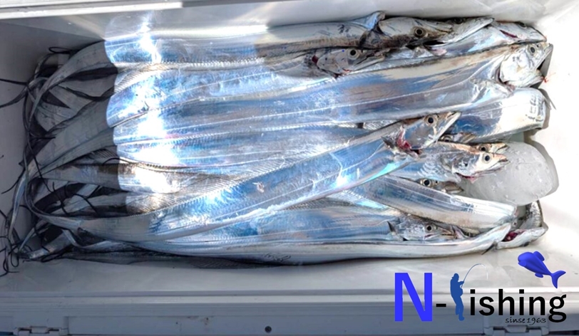 太刀魚