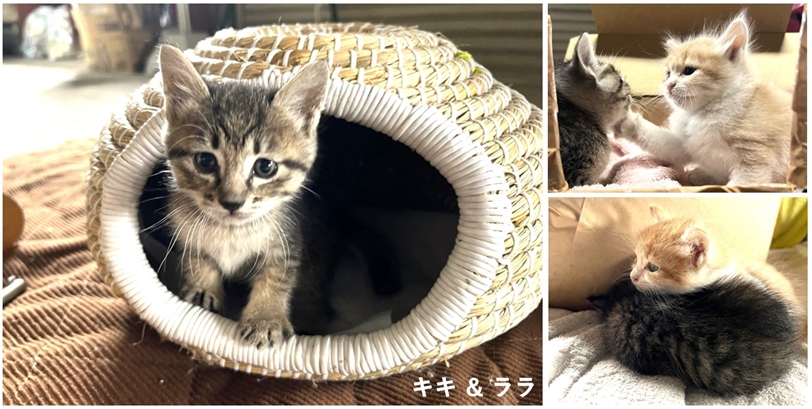 キキララ