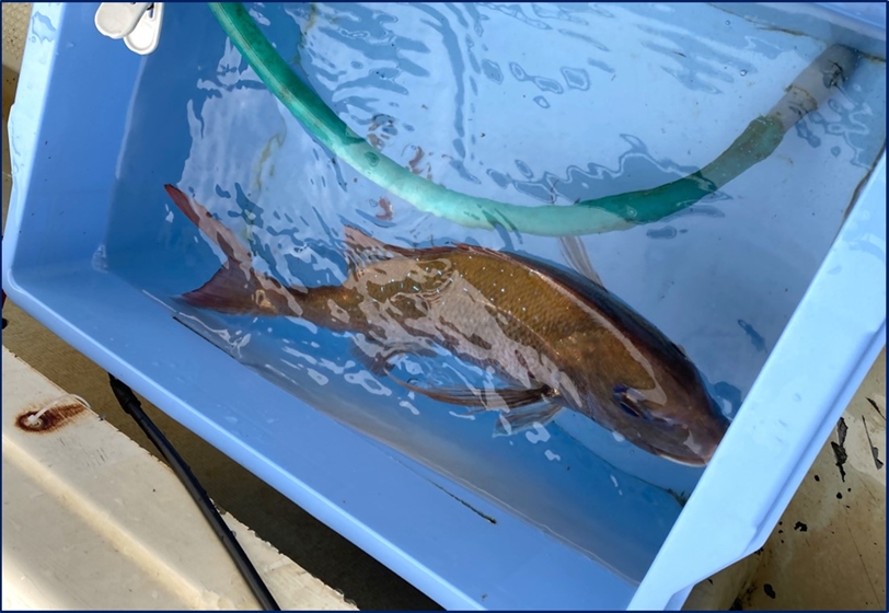 鯛